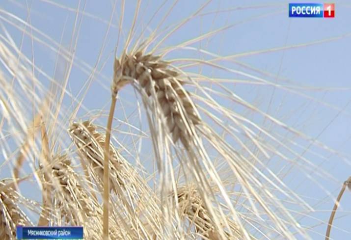 Донские аграрии планируют убрать 2,5 млн га пшеницы