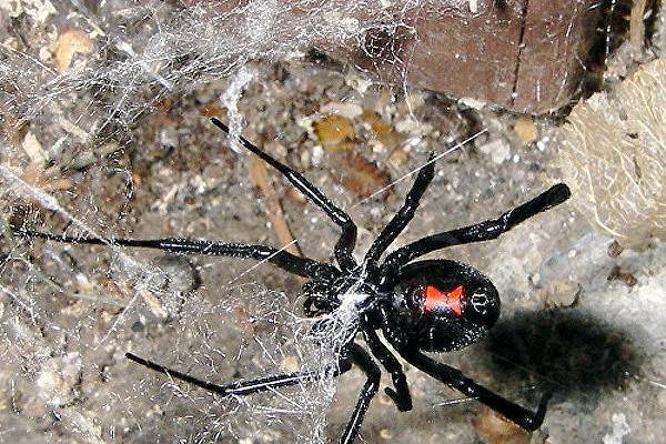 Каракурт атакует: Подмосковье заполонили ядовитые пауки
