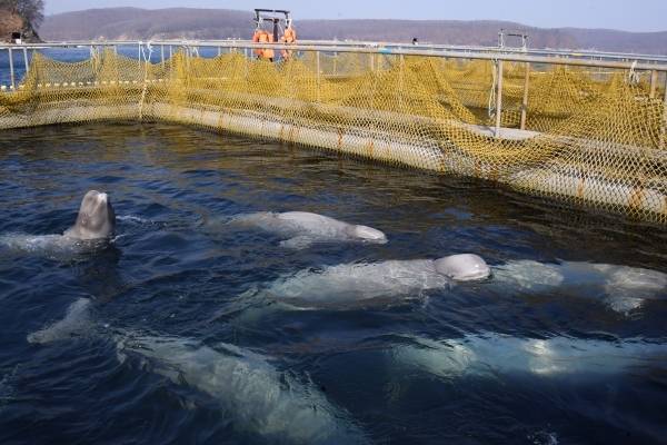 Косаток из китовой тюрьмы в Приморье перегружают в машины для последующего выпуска