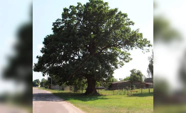 Вековой дуб в Лельчицком районе признали памятником природы