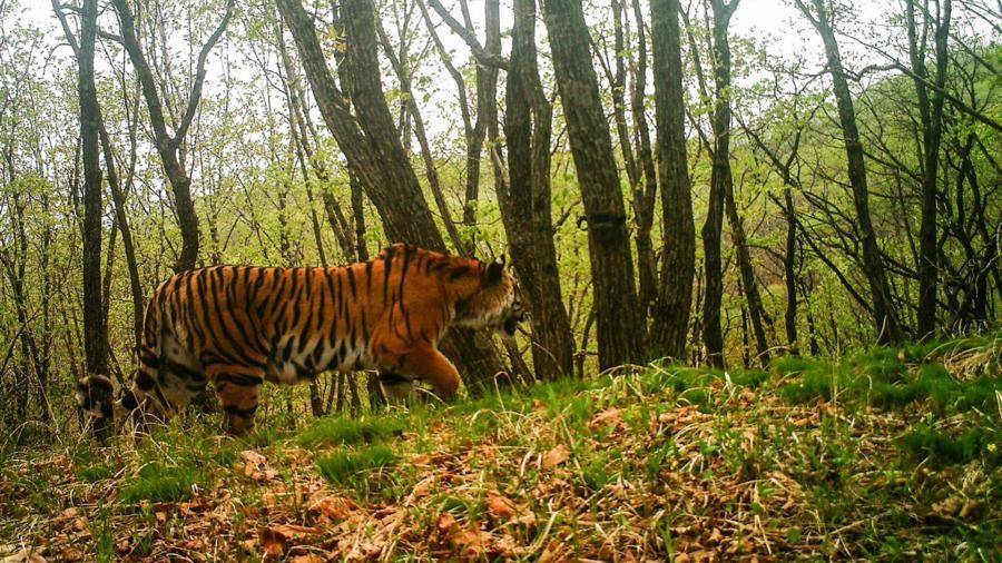 Амурский тигр сделал селфи в Приморье и попал на видео