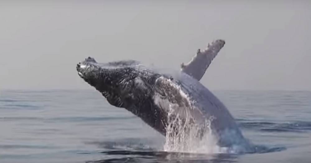 Огромный кит резвится, как ребенок, на глазах у удивленной публики