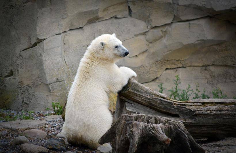 В мэрии Норильска прокомментировали ситуацию с гуляющим по окраинам белым медведем
