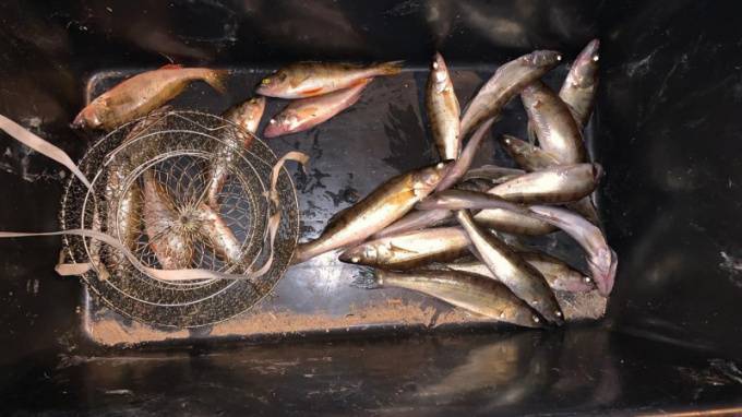 В Финском заливе браконьер наловил рыбы на 114 тысяч рублей