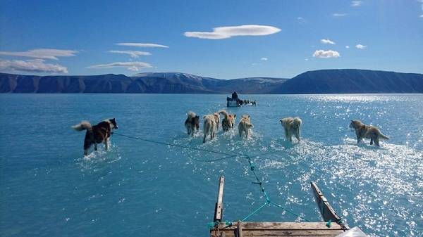 В Гренландии - рекордные таяния льдов. Хаски гуляют прямо по воде