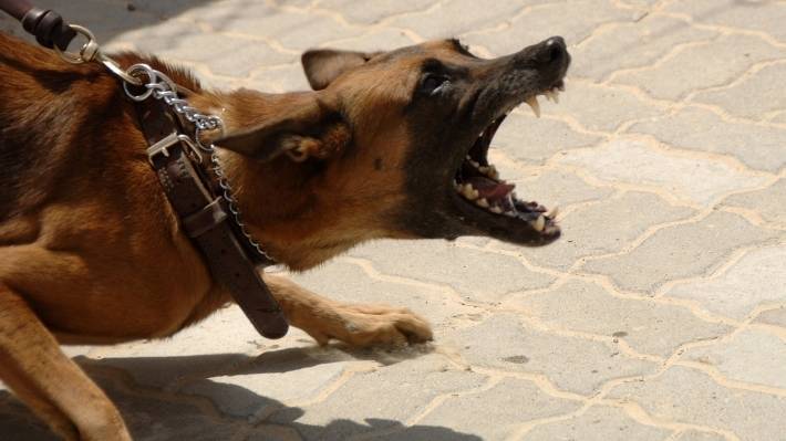 МВД продолжает работать над списком потенциально опасных пород собак