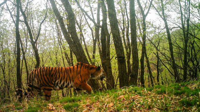 В Приморье камера сняла как амурский тигр делал "селфи"