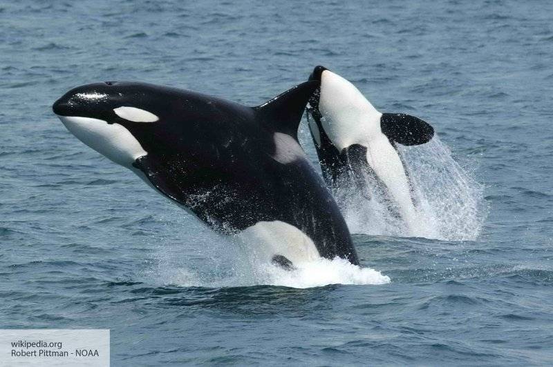 Узники «китовой тюрьмы» отправятся в море на фурах