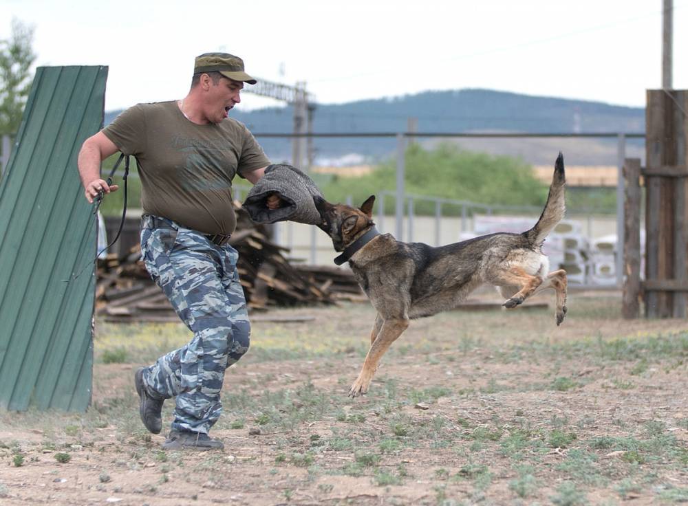 «Четвероногие полисмены»: Как собаки помогают ловить разбойников, воров, бутлегеров и боевиков