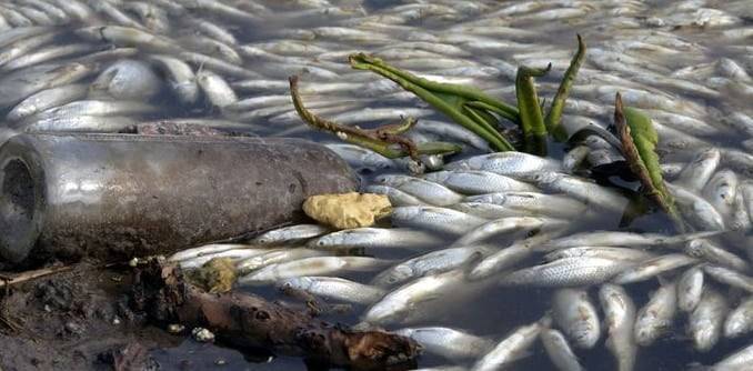 Причину массового мора рыбы в Атырауской области назвал Бозумбаев
