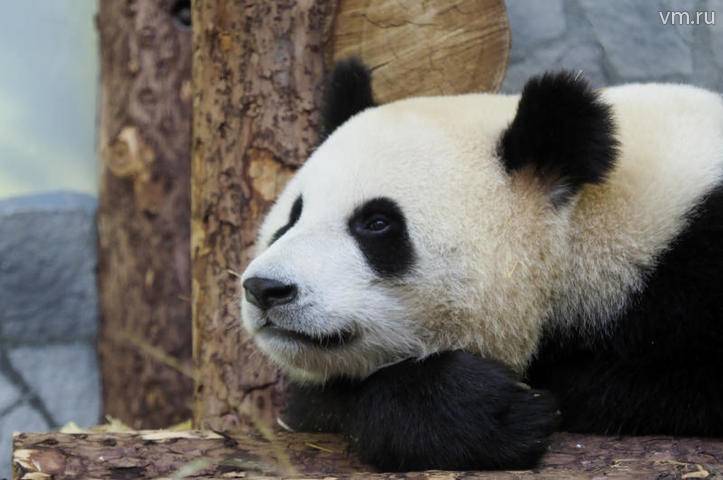 Панды в Московском зоопарке встретятся через несколько лет