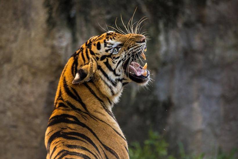 В Приморье в фотоловушку попал делающий селфи амурский тигр