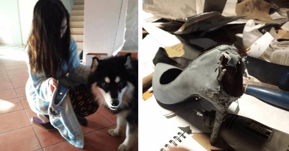 Пёс погрыз любимые туфли девушки за 500$ и парень нашел способ исправить ситуацию