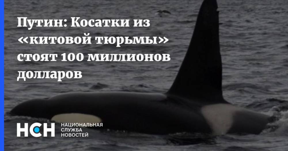 Путин: Косатки из «китовой тюрьмы» стоят 100 миллионов долларов