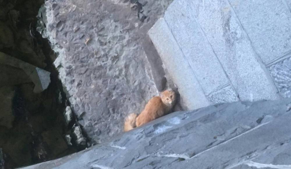 Петербуржцы спасли рыжего кота с островка на Обводном канале