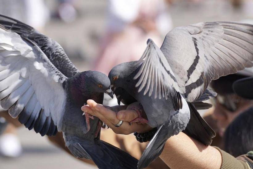 В Британии женщина получила штраф за брошенную голубю сосиску в тесте - actualnews.org - Англия