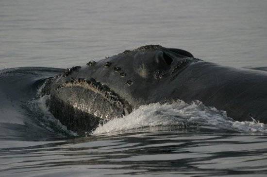 Учёные впервые записали песню японского кита