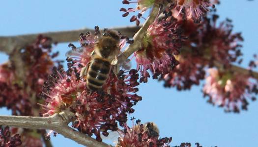 Пасечники Сумской области вновь пострадали от гибели пчёл
