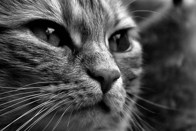 "Кошачья лиса": Учёные обнаружили новый вид кошек во Франции