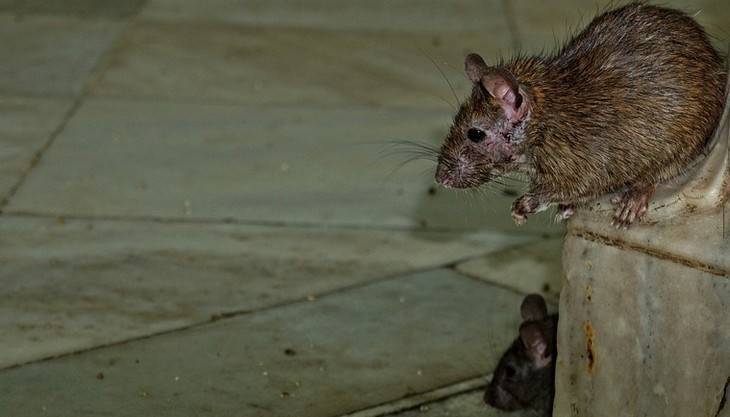 Жители Брянска попросили спасти детские площадки от крыс