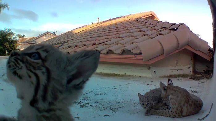 Рысь каждый год приводила котята на одну крышу и хозяин решил поставить видеокамеру