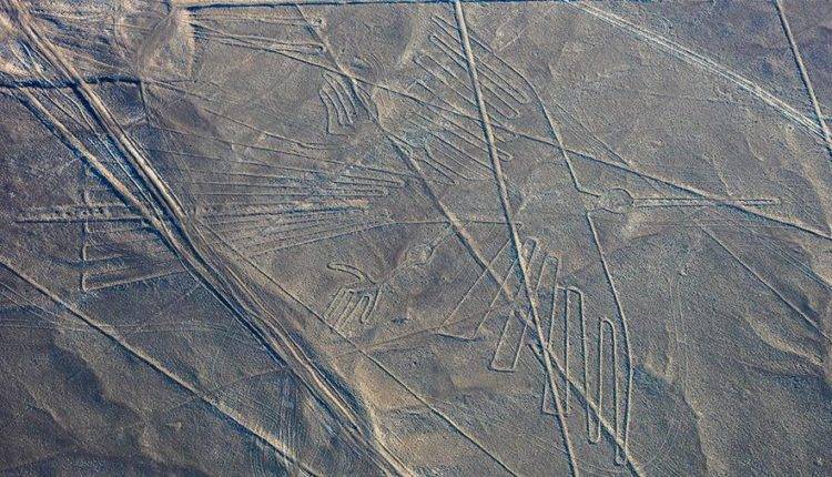 Японские ученые идентифицировали изображения птиц на плато Наска в Перу