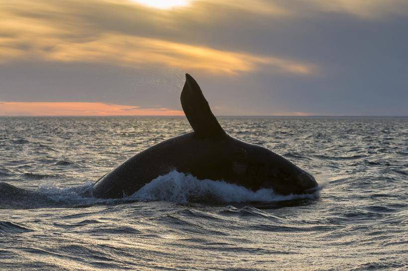 Ученые впервые в истории записали пение японских китов