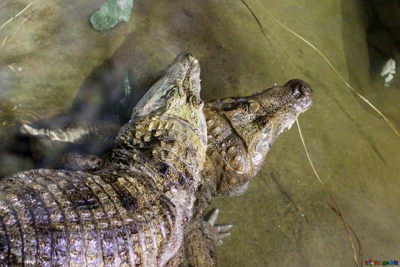 Специалист озвучил версию появления голов крокодилов в Симферополе