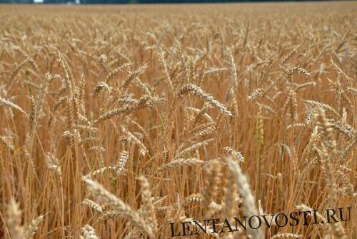В Сибири выращивается 13% российской пшеницы, 52% — гречихи