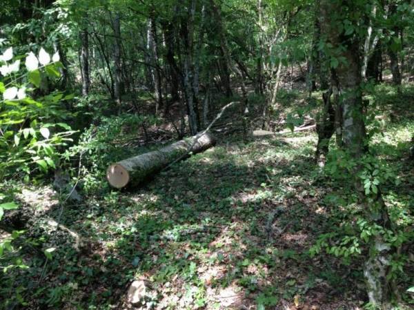 В Геленджике турист закрыл собой сына, на которого падало дерево