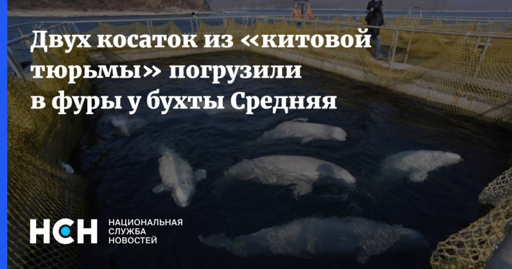 Двух косаток из «китовой тюрьмы» погрузили в фуры у бухты Средняя