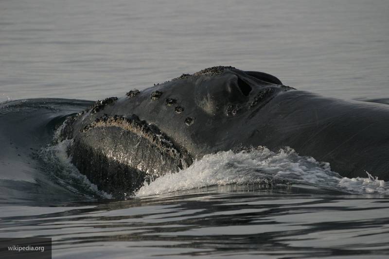Пение вымирающего вида кита впервые в истории науки записали в США