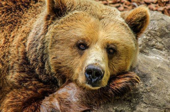 Незаконное убийство одного медведя смогут наказать двумя годами тюрьмы
