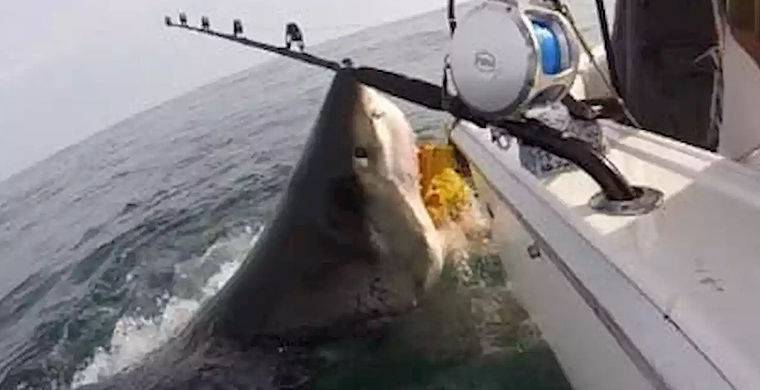 Рыбаки сняли неожиданную встречу с голодной белой акулой / Моя Планета
