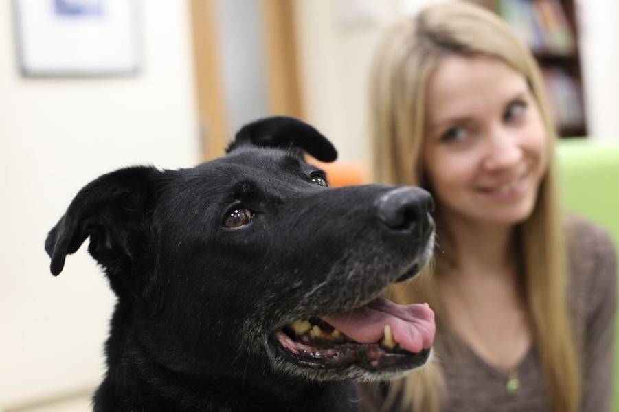 Собаки-терапевты помогут студентам снять стресс перед сессией