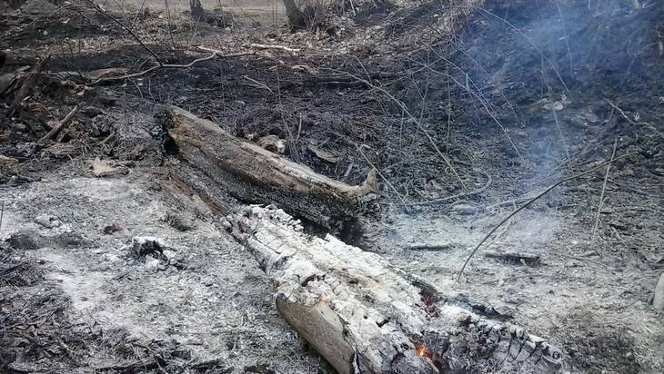 В Навлинском районе загорелся лес - bragazeta.ru - Брянская обл.