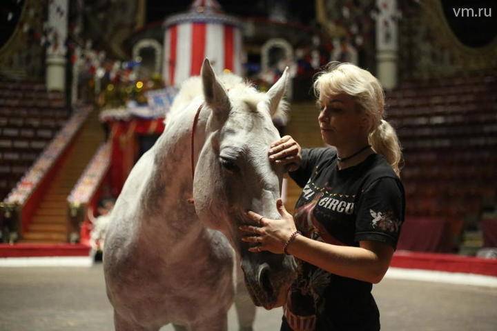 В правительстве предложили запретить травмировать цирковых животных