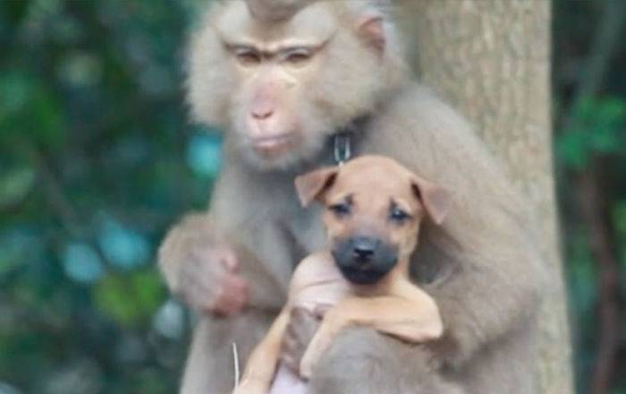 Обезьянка затискала бедного щенка: видео о заботливой "мамаше" рассмешило Сеть