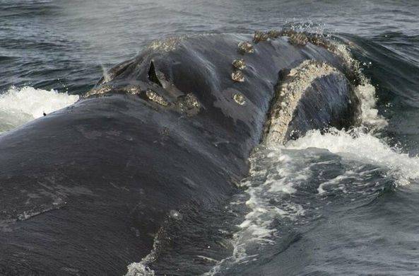 Ученые впервые записали пение редкого японского кита / Моя Планета
