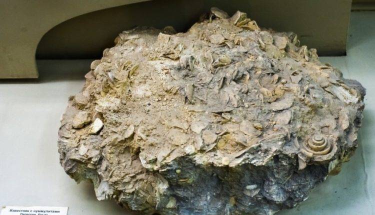 В Беларуси шахтеры обнаружили окаменелые останки ракоскорпиона