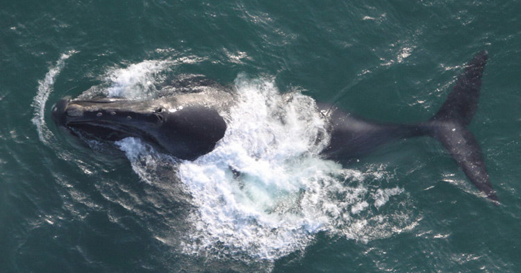 Ученые записали песни одних из&nbsp;редчайших китов на&nbsp;планете