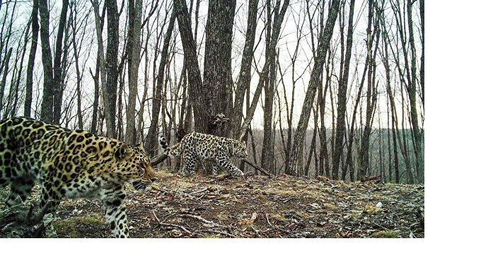 В фотоловушку в Приморье попали леопард Памела с котенком