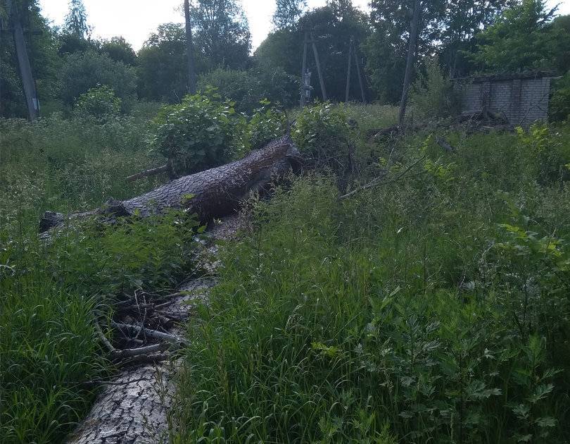В Смоленской области спилы деревьев врастают в землю