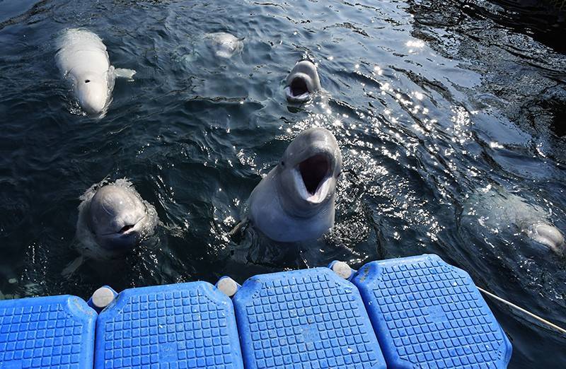 Узников "китовой тюрьмы" ждут новые мучения перед свободой
