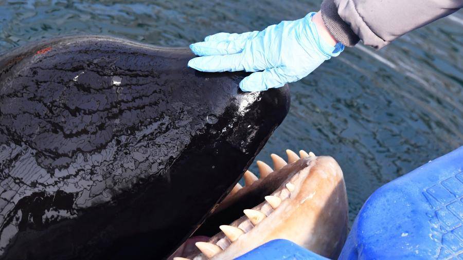 Косаток и белух из «китовой тюрьмы» реадаптируют за 10 дней