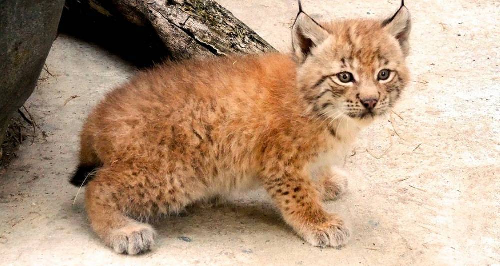 В Московском зоопарке родились котята восточносибирских рысей