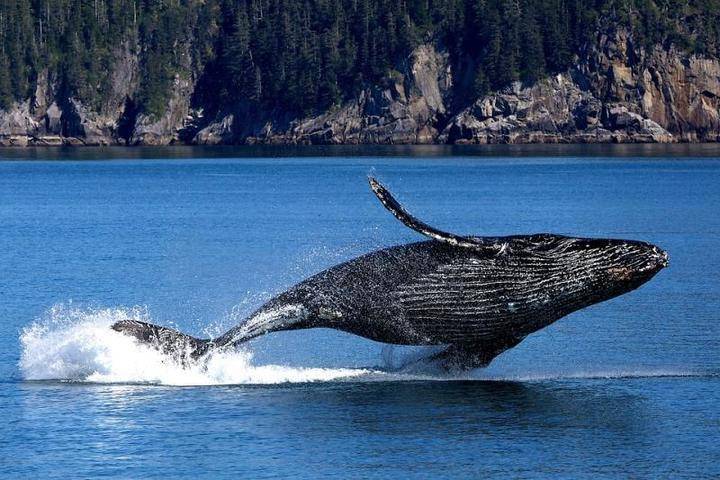 Пение под водой: ученым удалось записать звуки японских китов
