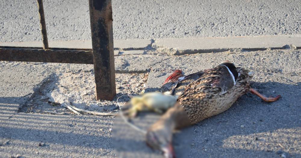 В центре Смоленска неизвестный задавил на дороге утку с птенцами