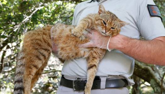 У Франції виявили рідкісну кішку-лисицю