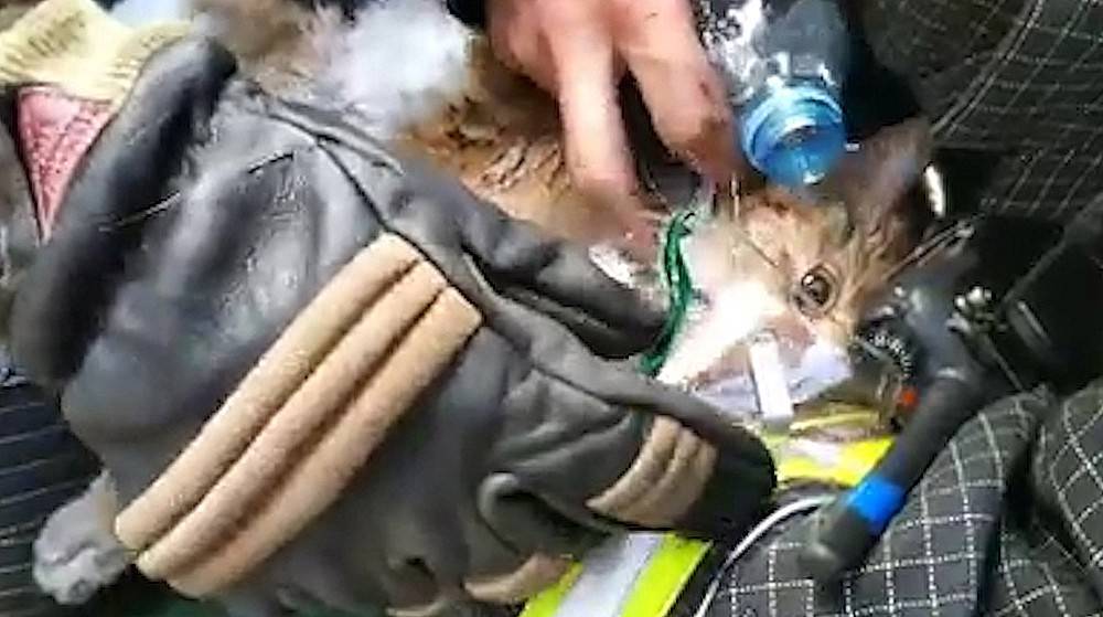 Пожарные откачали пострадавшего при пожаре кота в Москве (видео)